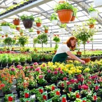 Des plantes rares et magnifiques à la pépinière : Grandes collections inégalées